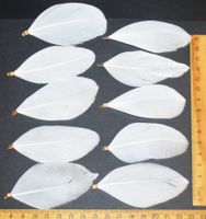 Deko Federn 529 – 6 bis 9 cm – Gans - 10 Stück mit Öse