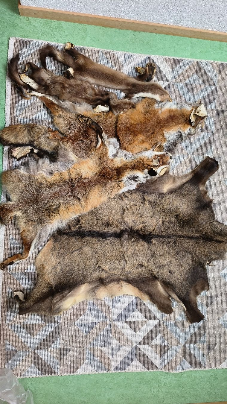 Welt der Tiere: diverse Tierfelle – Gebraucht aus Alchenstorf von