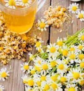 Pflanzen & Samen: Heilpflanze ”Kamille” 50 Samen – Neu und originalverpackt aus Rovio von POSITIFFARTandPLANTS