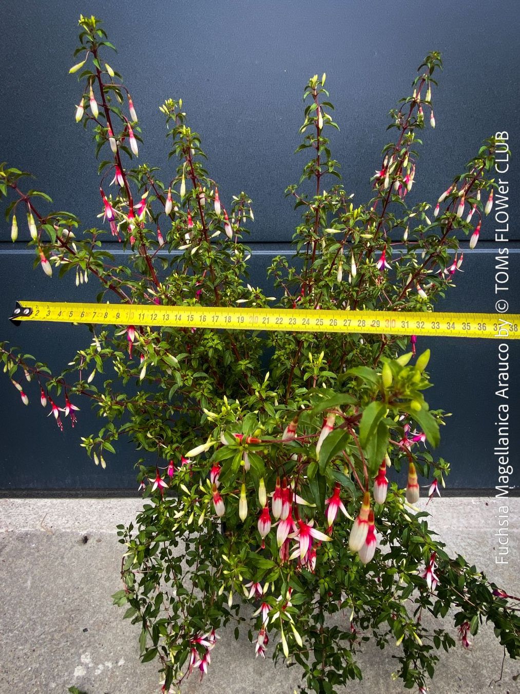 Piante & sementi: Fuchsia Magellanica Alba oder Arauco - winterharte Sorten – Usato da Adliswil venduto da asTOMas963 3