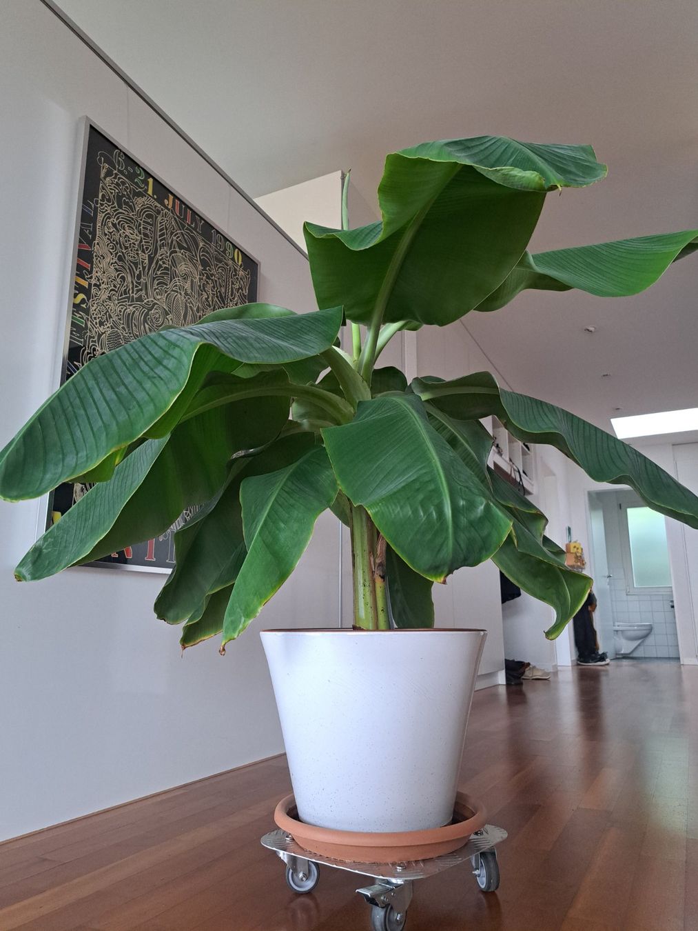 Plantes & graines: grosser Bananenbaum – D'occasion à Fislisbach par Pellen