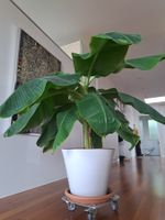 grosser Bananenbaum
