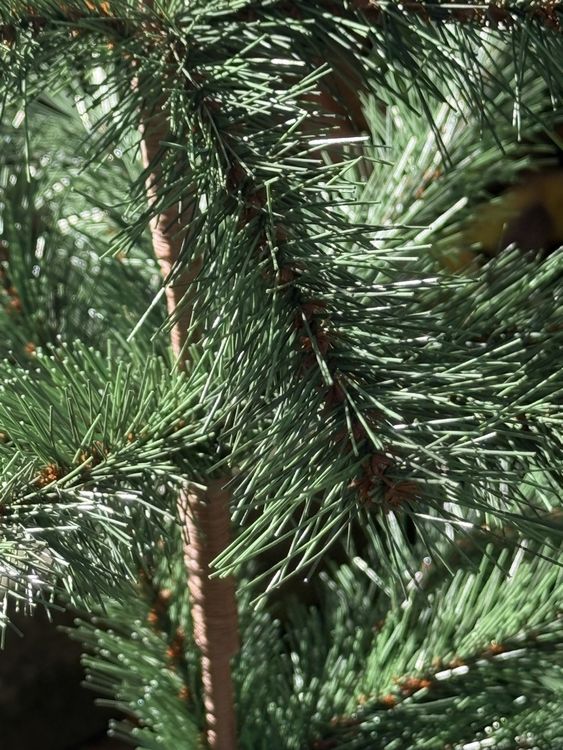 Weihnachtsbaum, knstlich, 80 cm gro! (51) (Neu (gemss  Beschreibung)) in Ostermundigen fr CHF 40  mit Lieferung auf Ricardo  kaufen