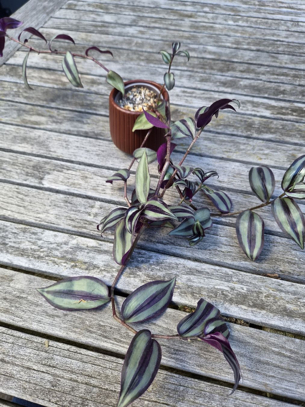 Pflanzen & Samen: Tradescantia Duo – Gebraucht aus Zürich von ebirch_ 1
