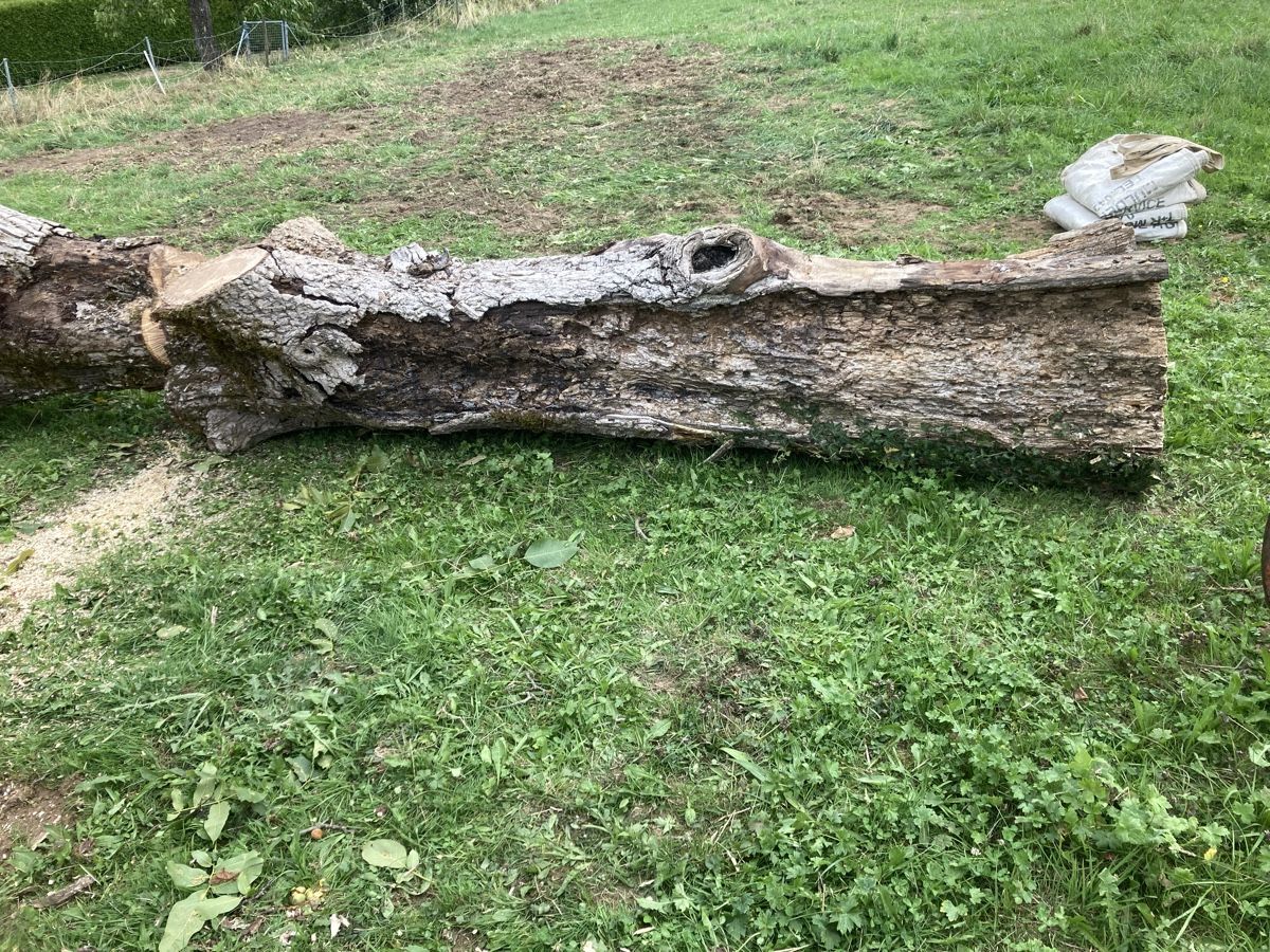 Articoli in legno: Nussbaum/Wallnussbaum Stamm – Usato da Wetzikon ZH venduto da Rescanv6 2