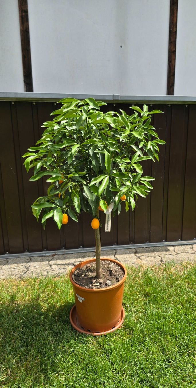 Piante & sementi: 🍊Kumquat-Bäumchen – Nuovo (secondo la descrizione) da Aarburg venduto da popkorn65 2