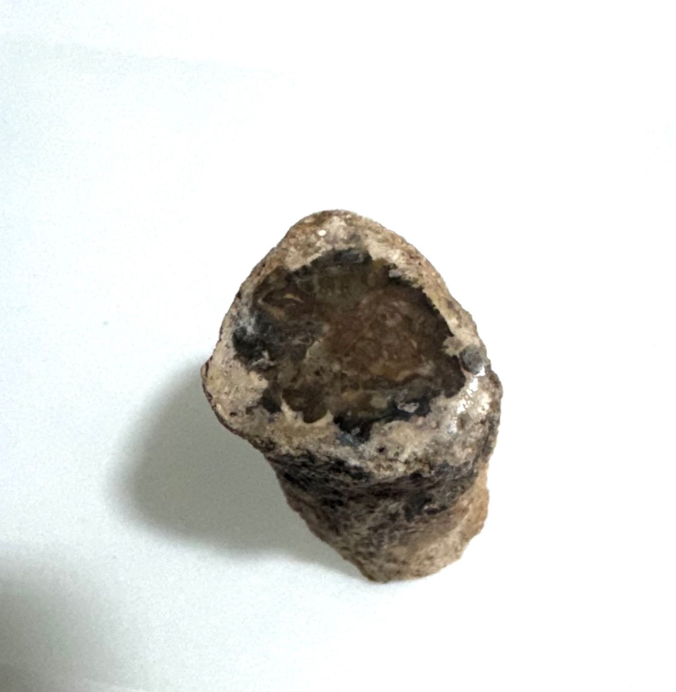 Fossili: versteinertes HOLZ    lässiges Einzelstück        NATURE – Nuovo e nell'imballaggio originale da Leuggern venduto da gemshow 6