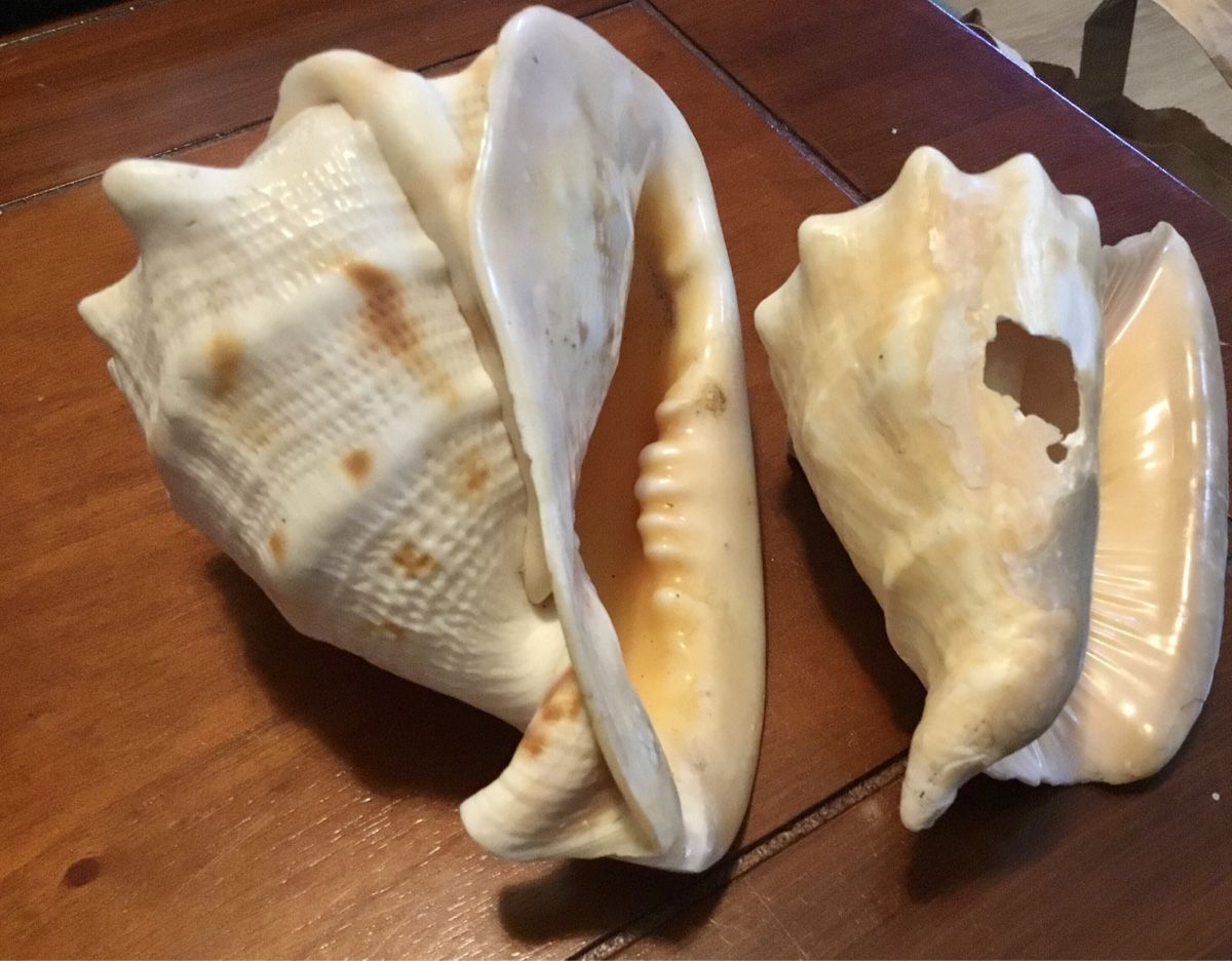 Fossilien: Muscheln – Gebraucht aus Schlieren von Jeajet 3
