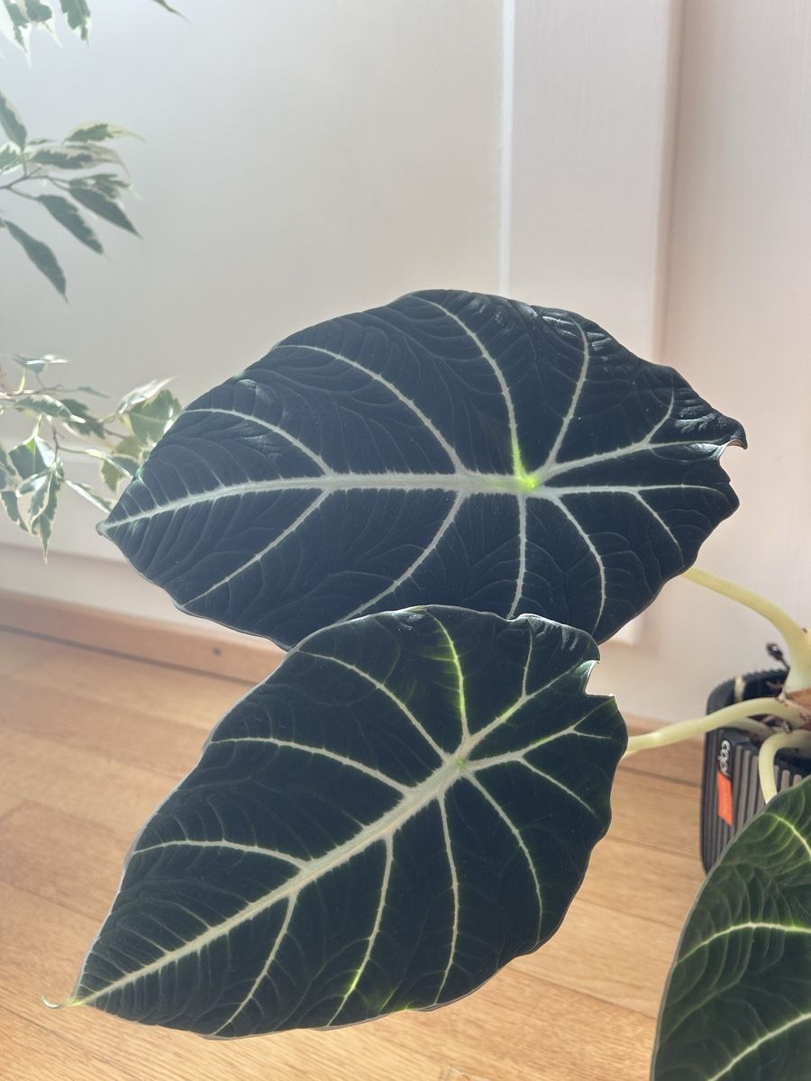 Piante & sementi: Alocasia black velvet – Usato da Zürich venduto da fabuulois 2