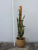 Drachenfrucht (Pitahaya) Pflanze – Selenicereus