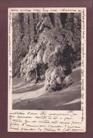 La neige dans la FORÊT - 1919