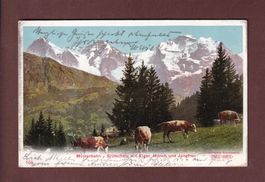 Mürrenbahn - GRÜTSCHALP - Kühe - 1905