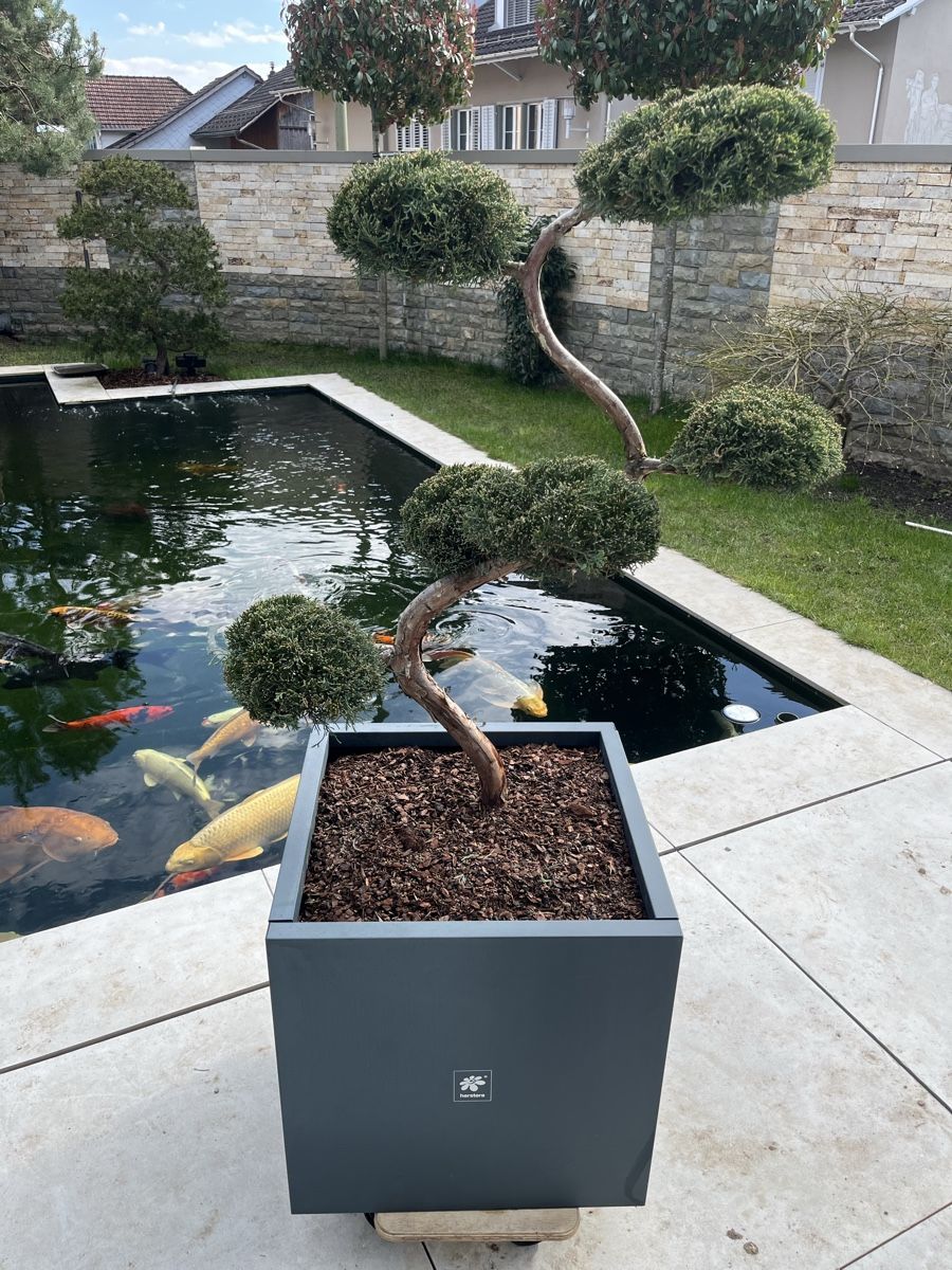 Pflanzen & Samen: Bonsai/ Pflanze/Terrasse/Niwaki – Neu (gemäss Beschreibung) aus Bertschikon Gossau von BAUSTOFFHANDELbucher 4