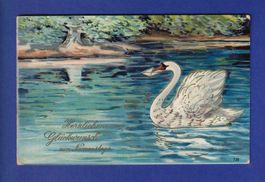 OISEAU - Cygne messager