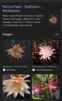 Epiphyllum „Patricia Paetz“ Blattkaktus Epicactus