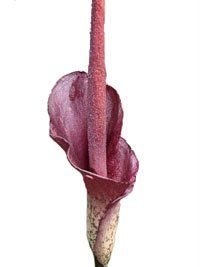 Piante & sementi: Amorphophallus rivieri - Tränenbaum, Titanwurz – Usato da Geroldswil venduto da botanicals 1