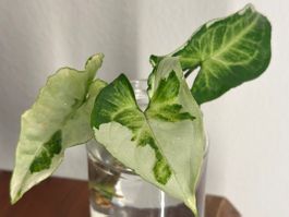 Syngonium Three Kings - Kopfstecklig #1