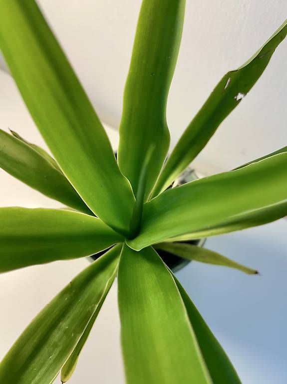 Pflanzen & Samen: Yucca mit Übertopf  – Neu und originalverpackt aus Frauenfeld von Irene.Schuppli 2