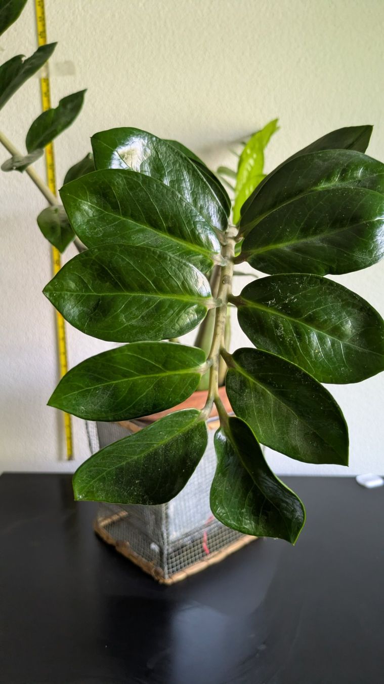 Piante & sementi: Grosse Glücksfeder Zamioculcas mit Übertopf – Usato da Bremgarten b. Bern venduto da oll_8gnq 1