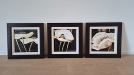 3 Bilder Set Blumen Mohn Motiv gerahmt