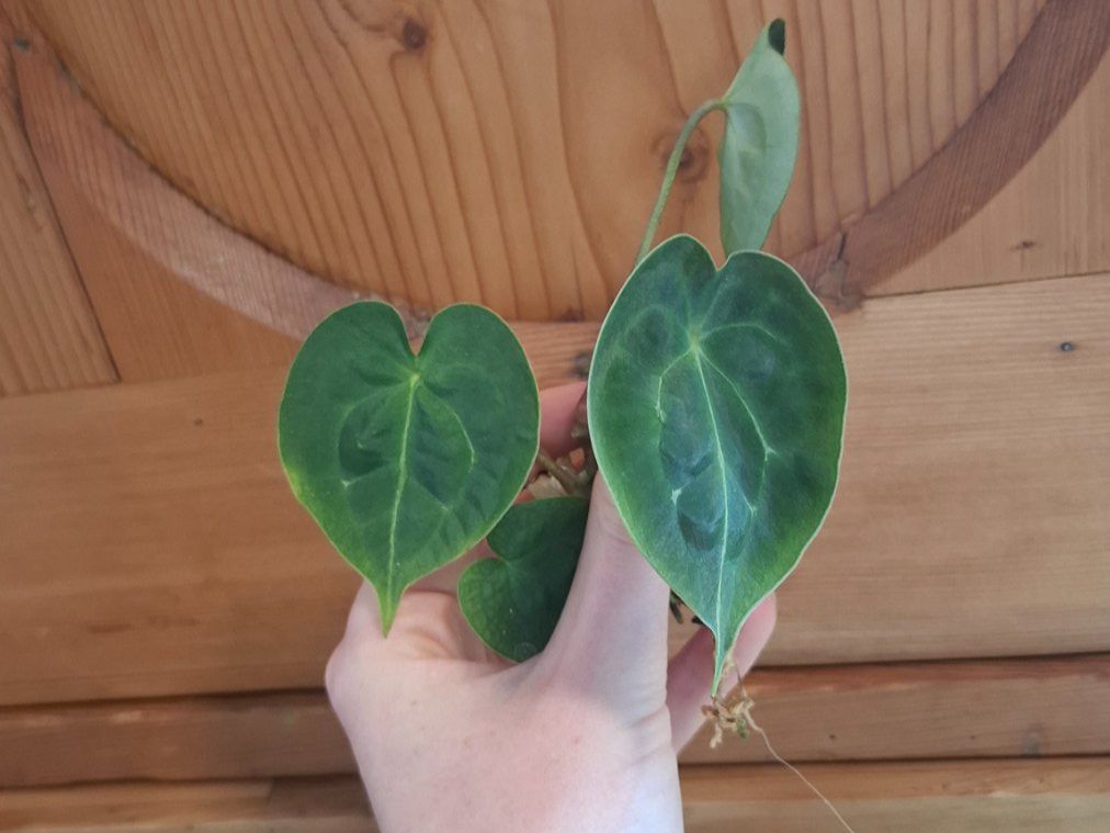 Piante & sementi: Anthurium forgetii dark form – Usato da Hausen AG venduto da Pflaenzlioase 1