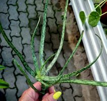 Sammlerrarität: ALOE BAKERI H 30cm, im Mini-Topf