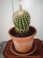 Kaktus