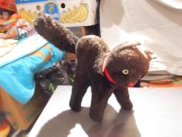 Katze mit Buckel, rotes Halsband braun/s