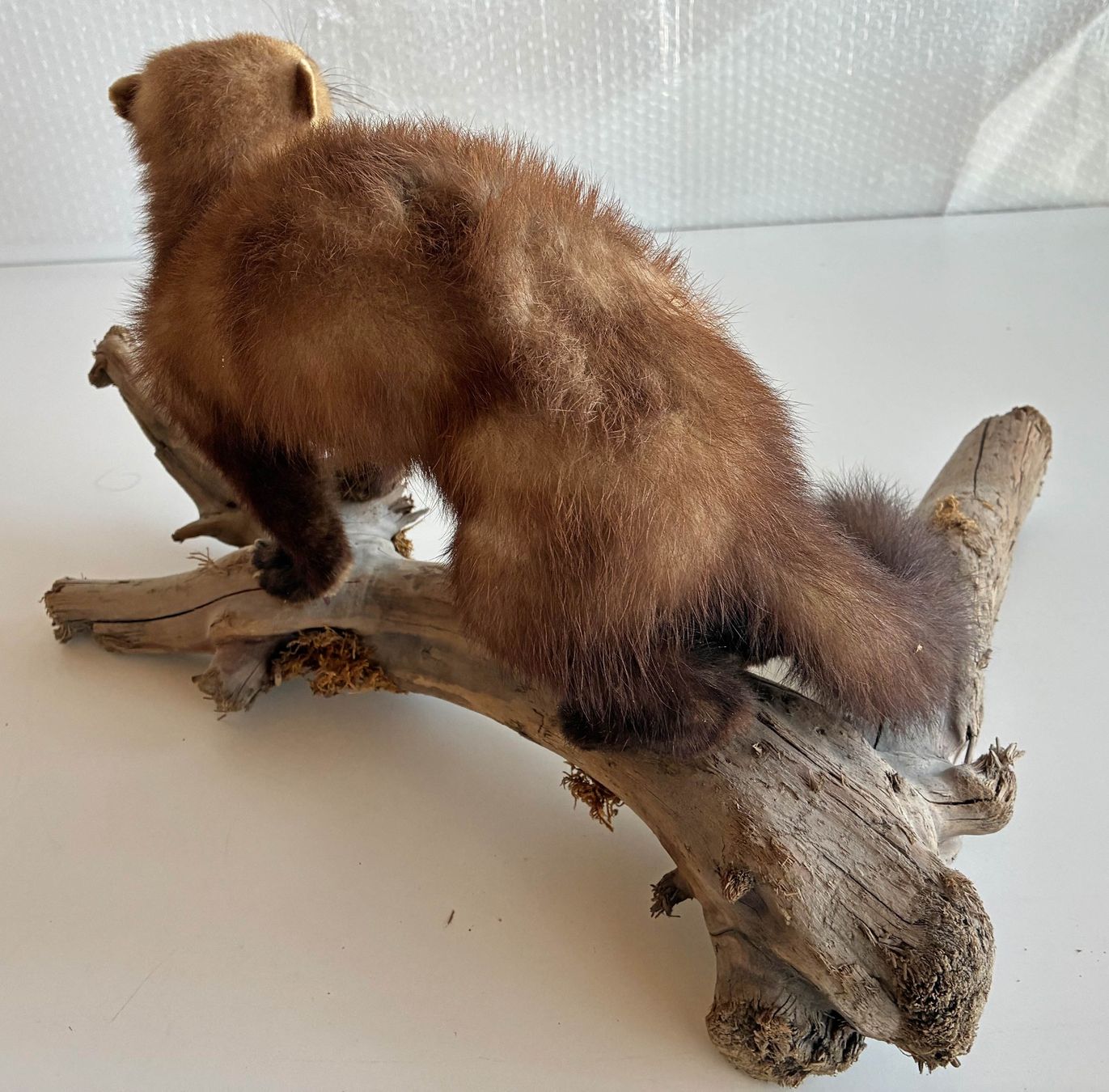 Monde des animaux: Iltis auf Wurzel – D'occasion à Bäretswil par robsonantik 2