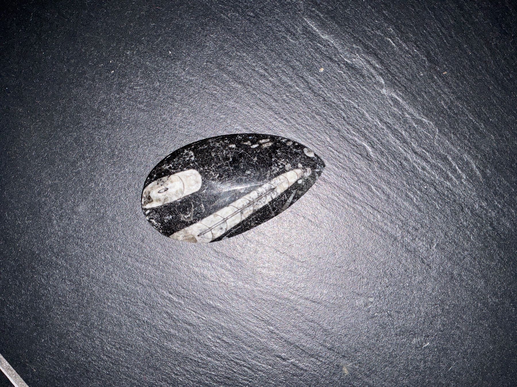 Fossili: schwarzer Fossil-Stein, poliert – Usato da Bremgarten AG venduto da Belana0 1