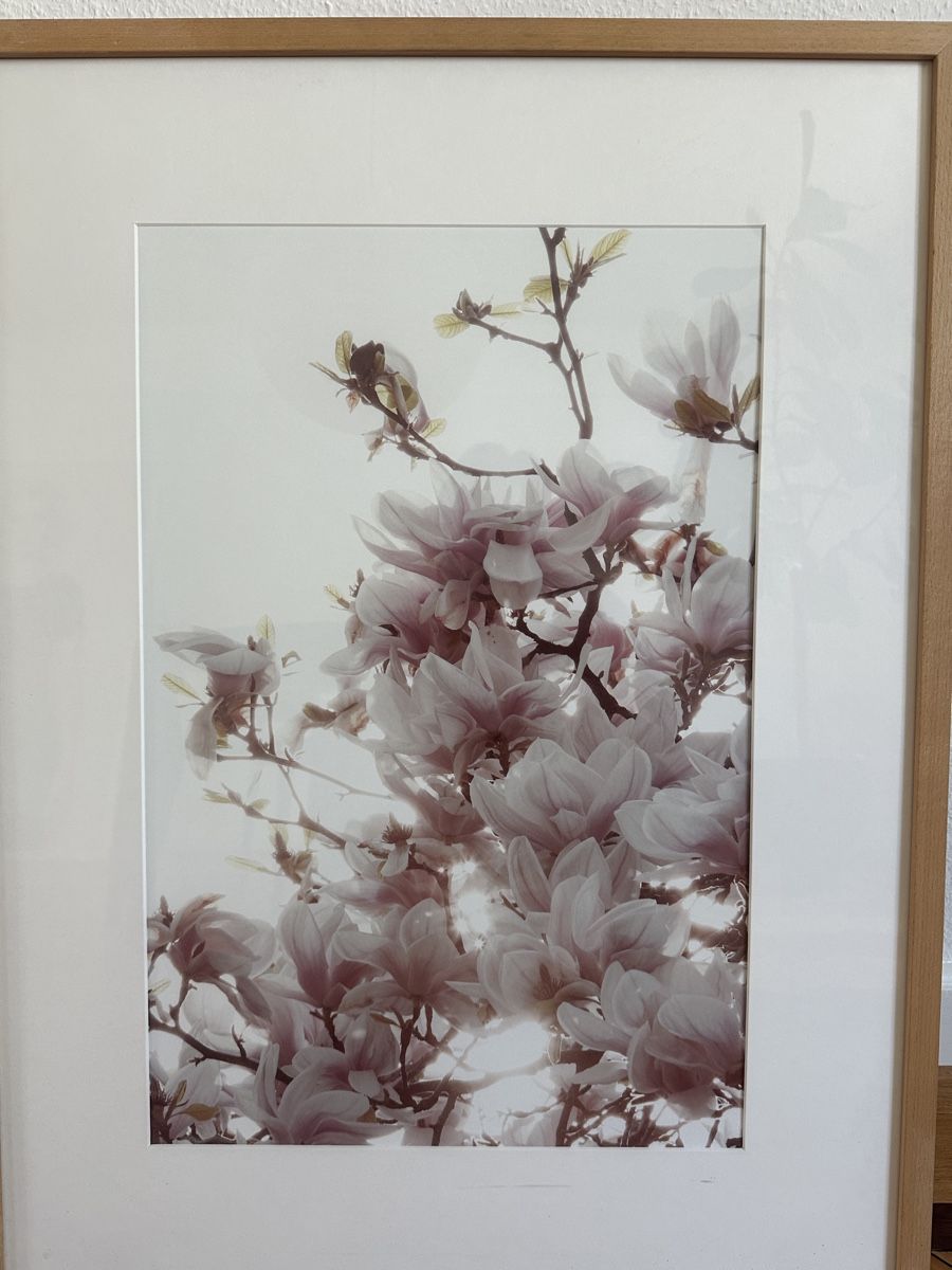 Foto & Immagini: Photoprint Magnolien – Nuovo (secondo la descrizione) da Zürich venduto da Clausiuus 1