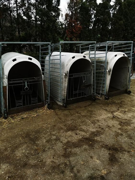 Gabbie, trasporto & Sicurezza: Kälberiglu – Usato da Esslingen venduto da ric_ly2m 3