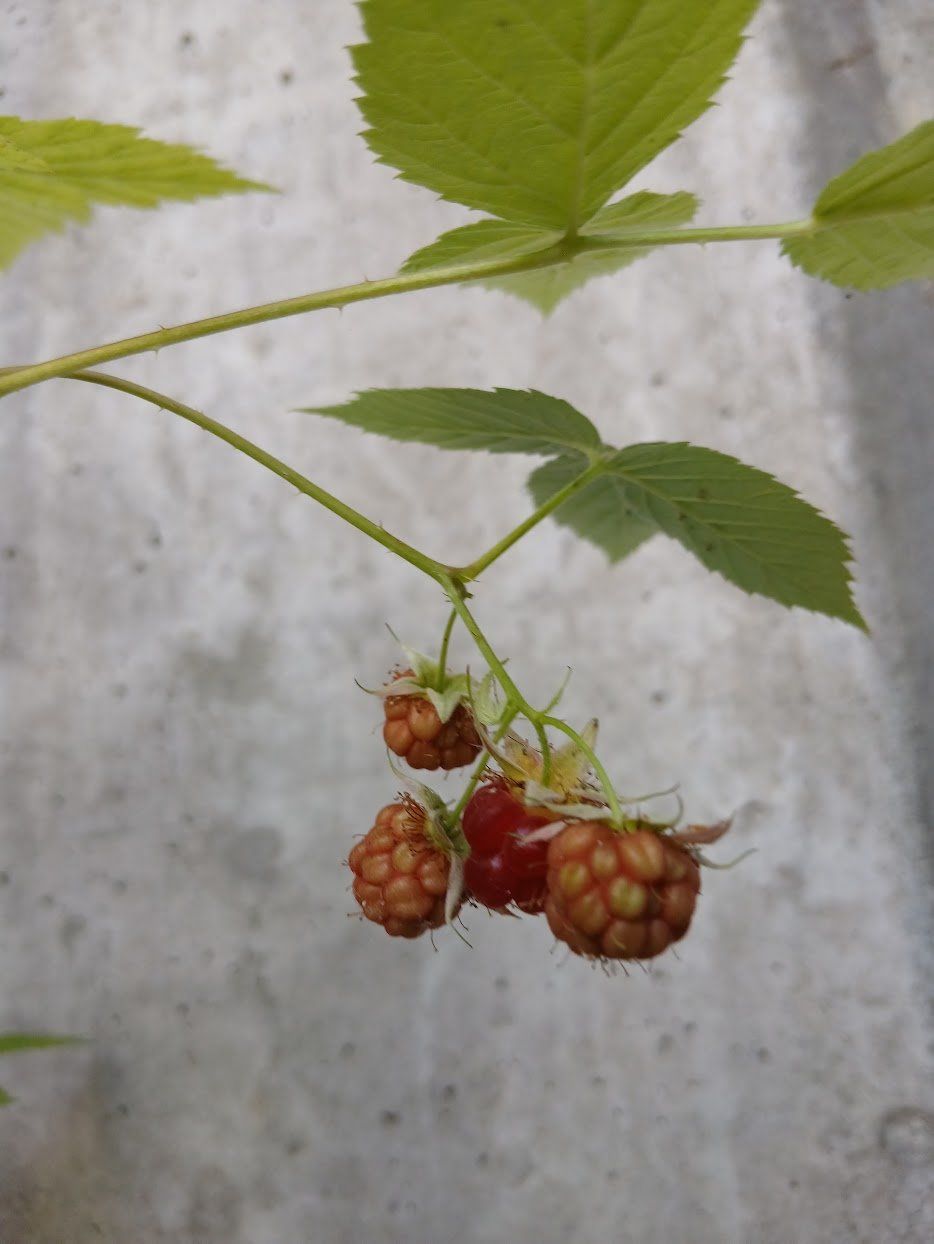 Pflanzen & Samen: Himbeeren Strauch, Süsse Sorte – Gebraucht aus Dübendorf von Fip05 1