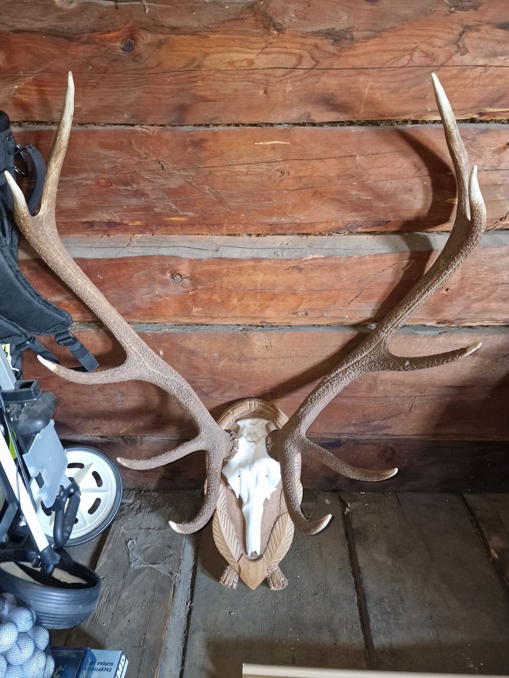 Il mondo degli animali: Hirschgeweih Trophäe, Wanddeko Jagdtrophäe – Usato da Flüelen venduto da novena