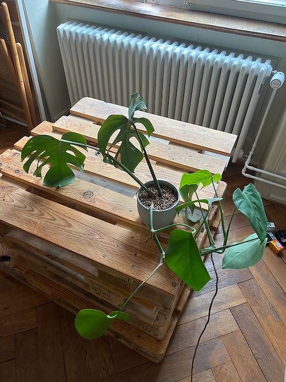 Piante & sementi: Monstera – Usato da Basel venduto da lin_z5zt 2