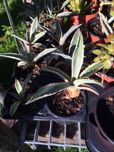 Pflanzen & Samen: Agave americana – Neu (gemäss Beschreibung) aus Vinelz von Wellensittich55 1