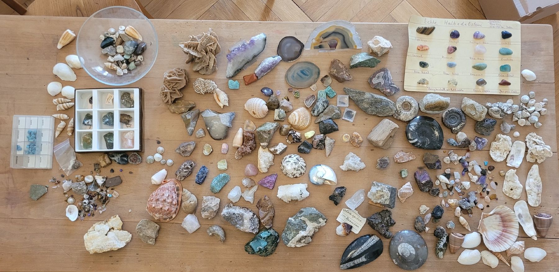 Pietre preziose: Sammlung Halbedelsteine, Ammoniten, Muscheln – Usato da Bern venduto da MoeDoe