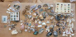 Sammlung Halbedelsteine, Ammoniten, Muscheln