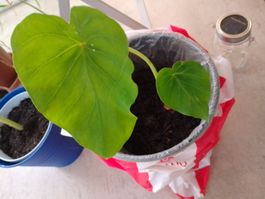 Alocasia Pflanze Elefantenohr Pfeilblatt grüne Zimmerpflanze