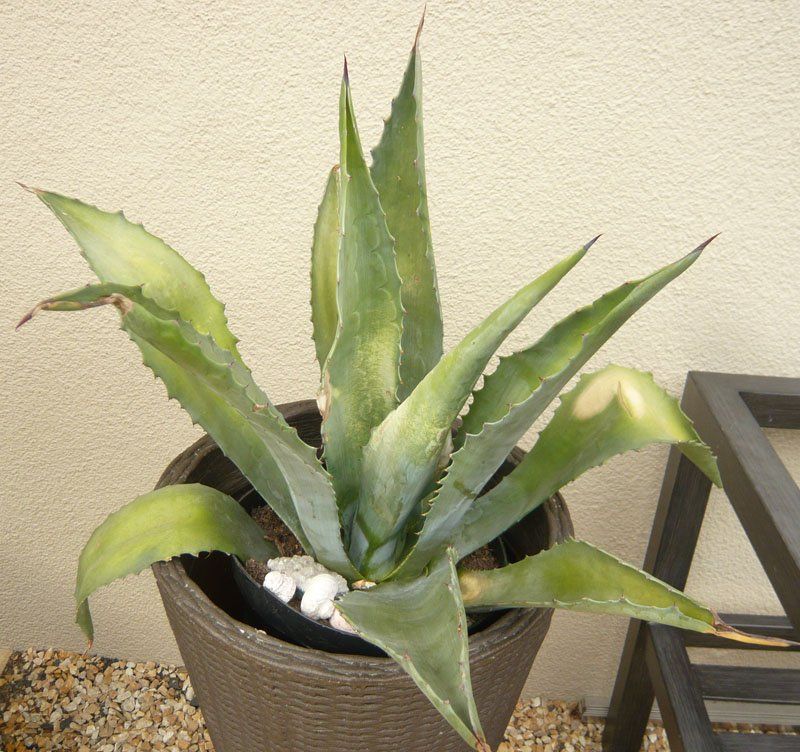 Piante & sementi: Kaktus / Agave ca 65-80cm – Nuovo (secondo la descrizione) da Ruggell venduto da Btt