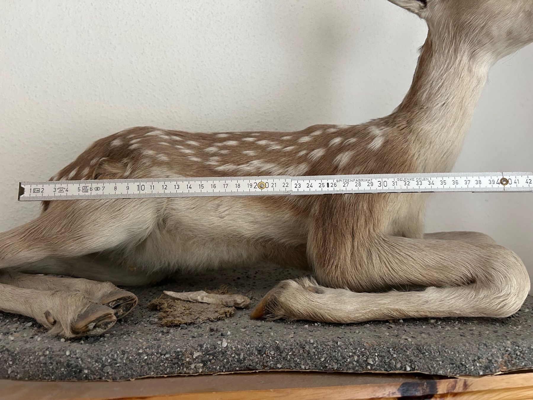 Il mondo degli animali: Trophäe Hirschkalb ausgestopft – Usato da Davos Platz venduto da cilgia08 1