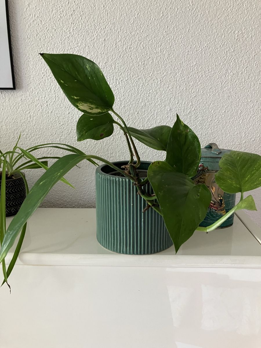 Plantes & graines: Efeutute ohne Topf – D'occasion à Biglen par Maci2005
