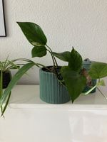 Efeutute ohne Topf