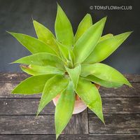 Agave Attenuata - Drachen-Agave für Deine Sammlung