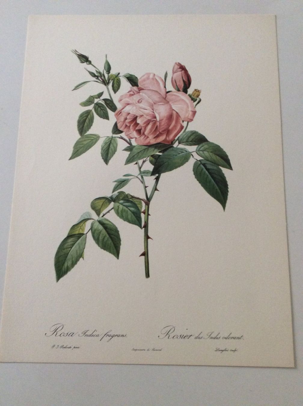 Grafica & Litografie: Illustration PJ Redouté – Usato da Genève venduto da edelweiss1900