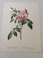 Illustration PJ Redouté