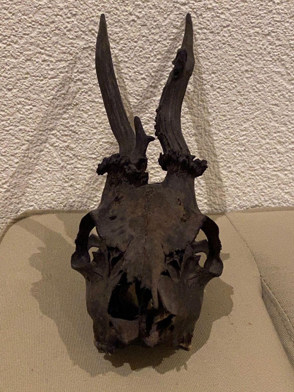 Statuette: Rehbock-Schädel – Usato da Bäretswil venduto da clothes-freak
