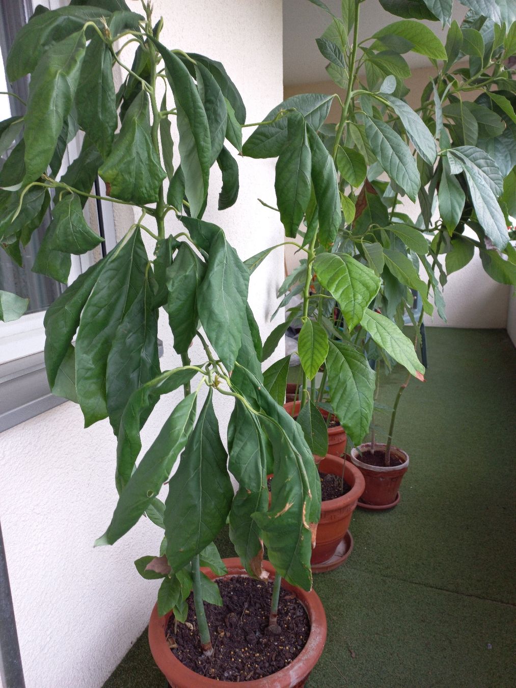 Plantes & graines: Eines der 3 Avocadobäumchen – D'occasion à Zürich par Flise