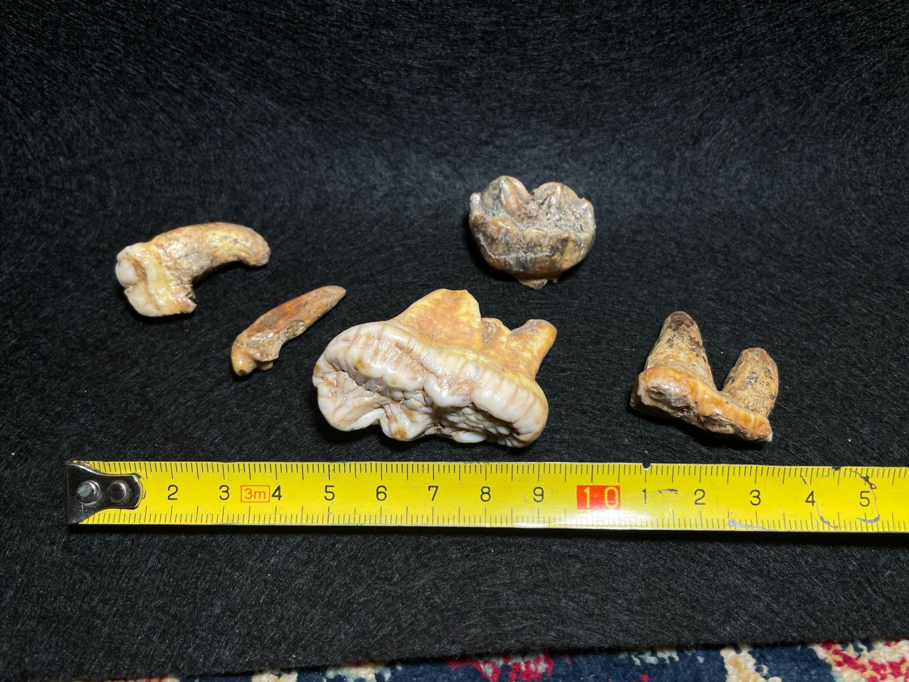 Fossili: Ours des cavernes, ensemble de dents. – Nuovo (secondo la descrizione) da Cernier venduto da Tashi_Delek 1