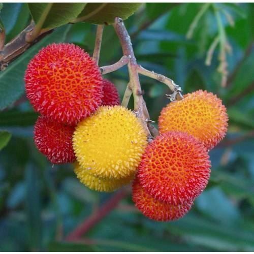 Piante & sementi: Arbousier ARBRE AUX FRAISES  20cm – Nuovo (secondo la descrizione) da Bremblens venduto da FIBONACCI369 2